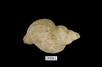 藏品(風車峨螺)的圖片